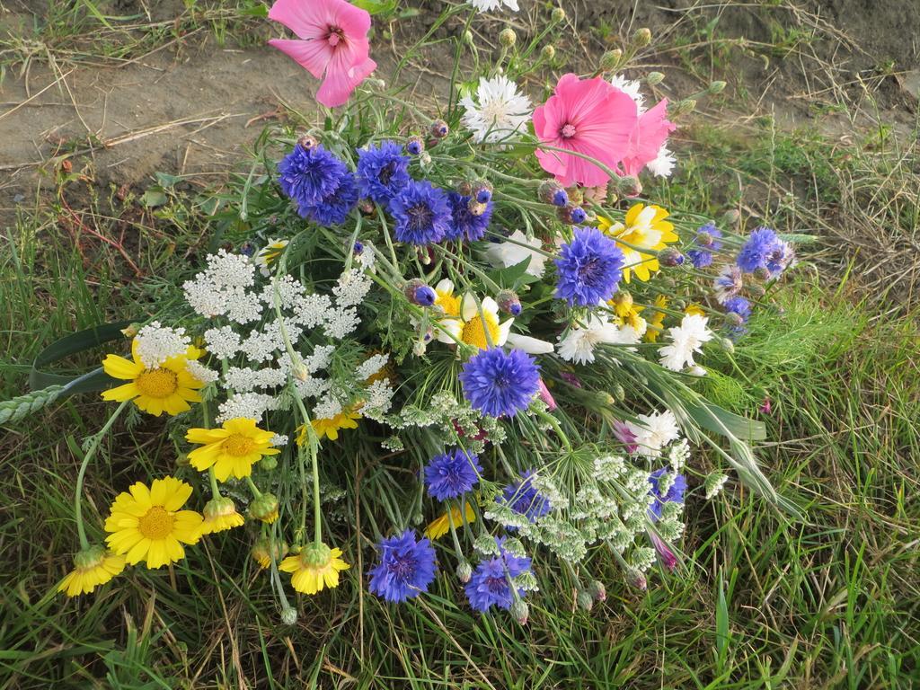 Boerderijcamping Plantlust Veere Quarto foto
